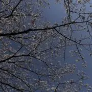 うさはな