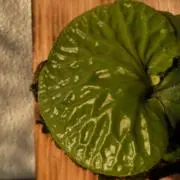チョスイ・ヨウの画像