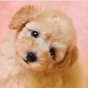 あいちゃん