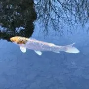 深海魚の画像