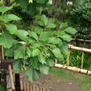 Nakimudi