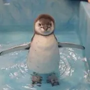 ちゃーたん
