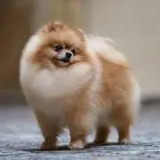 ノブ
