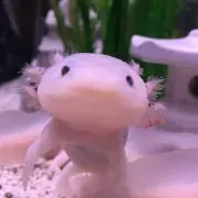 うぱの画像