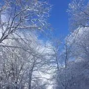 たかの画像