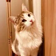 ねこねこじゃらし。の画像