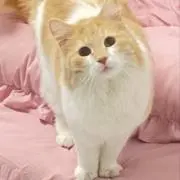 まるここ