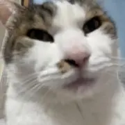 じまの画像