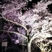 蓮月の画像