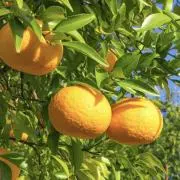 夏みかんの画像