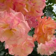 Flowerの画像