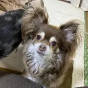 Chihuahuaの画像