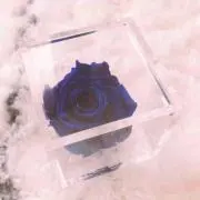 きたこ