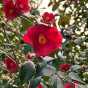 camelliaの画像