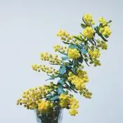 諏訪部
