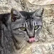 あづの画像