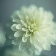 seagull