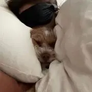 Chaの画像