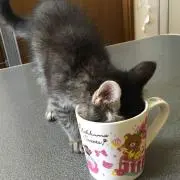 ももたろう