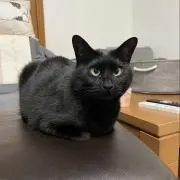 りんの画像