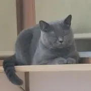 ブレイクアウトの画像