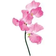sweet pea