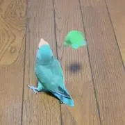 Su 。