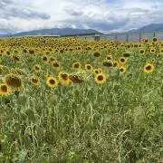 きつつきの画像