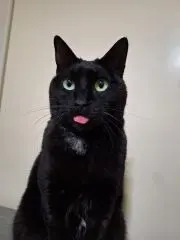 もすおの画像
