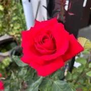 メロディの画像