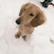 わんこ