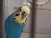 しょーちゃんの画像