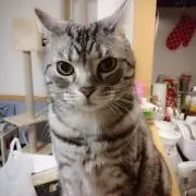 みぎれ