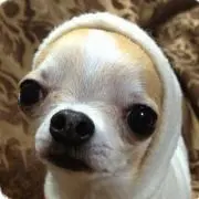 Memeの画像