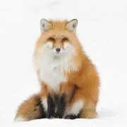 陽向