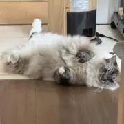 ひびちゃん
