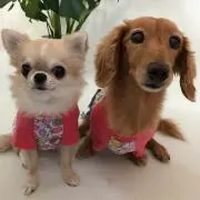 アロハの画像