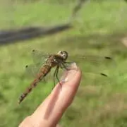 もちこの画像