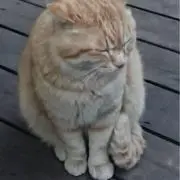 ボルツの画像