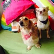 アゲマメ