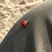 クラリネット