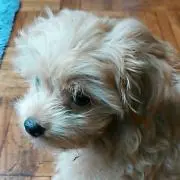 ミッチー プロフ必読