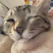 ミック