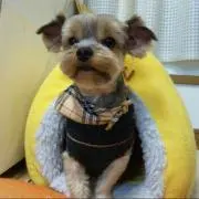 あずき☆プロフ見て下さいね‼︎の画像
