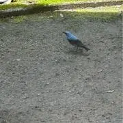 むー