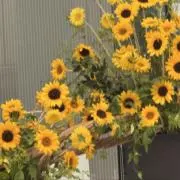 向日葵の画像