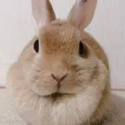 もふり＊の画像