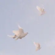 moonの画像