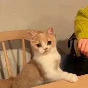 編み物屋ササキの画像