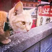 ぴよの画像